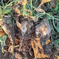 چغندر قندی|عمدهفروشی|عطاملک, |دیوار