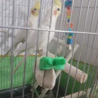 جفت عروس هلندی