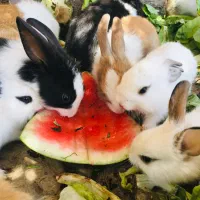 خرگوش چند روزه تا چند ماهه پشمالو