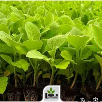 نشا فلفل گوجه بادمجان بامیه بذر خیار محلی