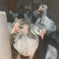 نیمجه گلین لری