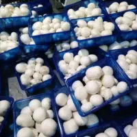 قارچ درجه1به شرط|عمدهفروشی|قم, شهرک طالقانی|دیوار