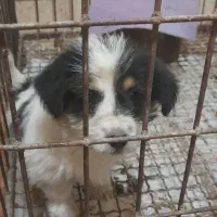 اپو کوچولو|سگ|اردبیل, |دیوار