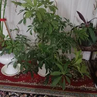 گل خیلی زیبا