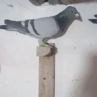 نر وماده پلاکی درجه یک