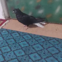 مایدوم. دمسفید