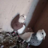 طوقی هفت رنگ کبوتر رنگی طوق