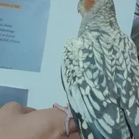 عروس هلندی نر گل باقالی سخنگو|پرنده|قدس, |دیوار