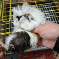 خوکچه هندی با قفس نو سایز بزرگ|موش و خرگوش|شهریار, شهریار|دیوار