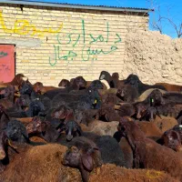 مال درجه یک|حیوانات مزرعه|دشتابی, |دیوار