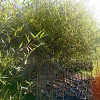 خیزران ریشه پرس|خدمات باغبانی و درختکاری|رانکوه, |دیوار