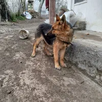 سگ ژرمن ماده اصل وارداتی|سگ|آستارا, |دیوار