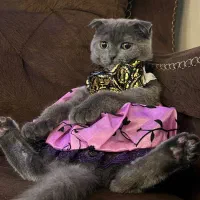 گربه اسکاتیش ماده