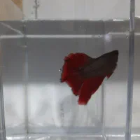 بتا ماده شکم پر