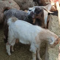 بز کهره دار داشتی|حیوانات مزرعه|مرودشت, مختارآباد|دیوار