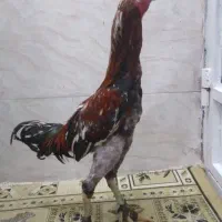 اسباب بازی خروس لاری