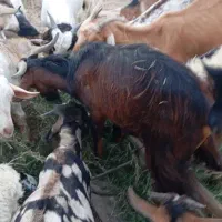 کهره و بره و بز نزار و گوسفند|حیوانات مزرعه|بندرعباس, |دیوار