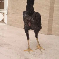 خروس لاری افغان