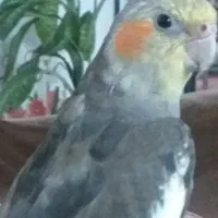 عروس فول سخنگو