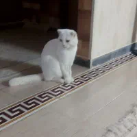 واگذاری گربه اسکاتیش|گربه|قوچان, |دیوار