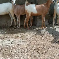 تیشتر صومالی چاق