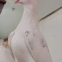 کبوتر اصیل ایران ..تهران ..خاوران|پرنده|قیامدشت - خاورشهر, |دیوار