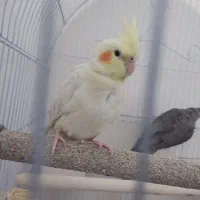 عروس هلندی جفت