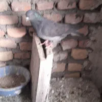 فروش کبوتر|پرنده|بیجار, |دیوار