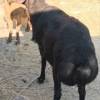 بره قوچ ، بز گوسفند|حیوانات مزرعه|آبیک, |دیوار