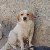 سگ پاپی روباهی مخصوص خانه و اپارتمان