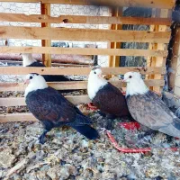 جفت جوجه کله سفید