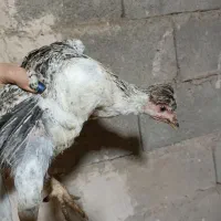 جوجه ی نژاددار|حیوانات مزرعه|شاهین دژ, |دیوار