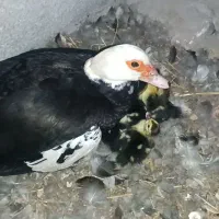 اردک اسرائیلی با ۱۹ تا جوجه اردک
