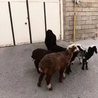بره
