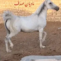 مادیان کرد فروشی