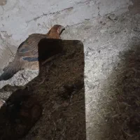 مرغ و خروس لاری اصیل