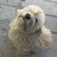 سگ پاکوتاه نر وماده