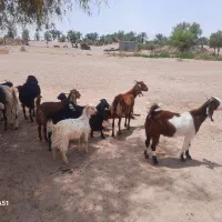 فروش گوسفند  فوری