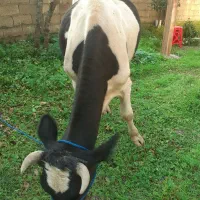 گاو دورگ محلی|حیوانات مزرعه|گوراب زرمیخ, |دیوار