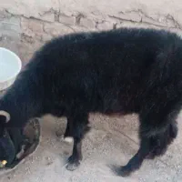 گوسفند و بز فروشی