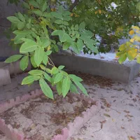 فروش باغچه ۵۰۰ متری در شهریار|فروش زمین و ملک کلنگی|کرج, شهریار|دیوار