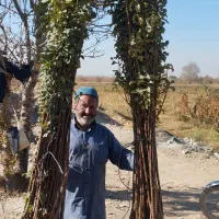 نهال آلو و هلو|خدمات باغبانی و درختکاری|نیشابور, بلوار گلها|دیوار