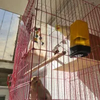 جفت عروس هلندی مفت