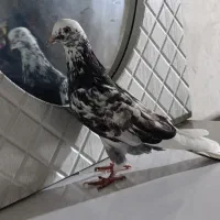 دو عدد تهرانی شازده با قاره ی