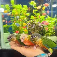 طوطی گرینچیک دستی سخنگو