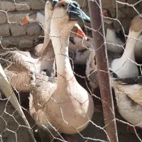غاز غوغاز درشت تخمی