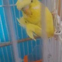 فروش مرغ عشق پروانه ای