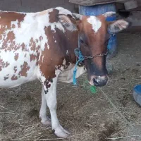 گاو باردار با گوساله آلمانی اصل