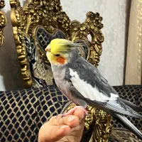 عروس گمشده|حیوانات|شاهدشهر, |دیوار