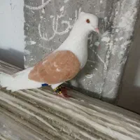 جفت نر کله و پشت